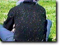 Mosquitos swarmed around us whenever the wind was absent