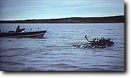 Caribou crossing the river