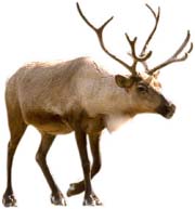 Caribou