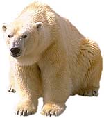 Polar bear
