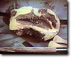 Lambeosaurus jaw bone