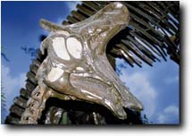 A Lambeosaurus skull head