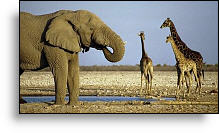 Copyrighted Photograph