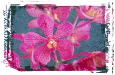 Purple flowers. Illustration copyrighted.