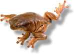 Falling frog. Photo copyrighted. Supplied by Eden Communications.