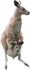 Kangaroo with baby in pouch. Photo copyrighted. All rights reserved.