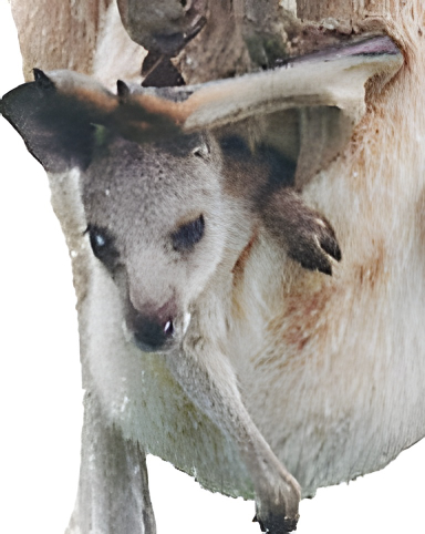 Kangaroo baby in pouch. Photo copyrighted. All rights reserved.