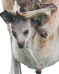 Kangaroo baby in pouch. Photo copyrighted. All rights reserved.