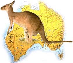 Kangaroo standing. Photo copyrighted. All rights reserved.