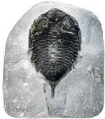 Photo copyrighted. Supplied by Eden Communications.