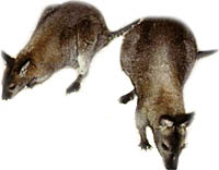 Wallabies. Photo copyrighted. Supplied by Films for Christ. All rights reserved.