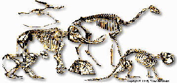 Fossils