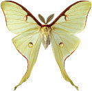 Actias Luna (photo copyrighted)