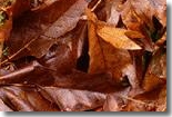 Brown Leaves - Copyright Eden Communications
