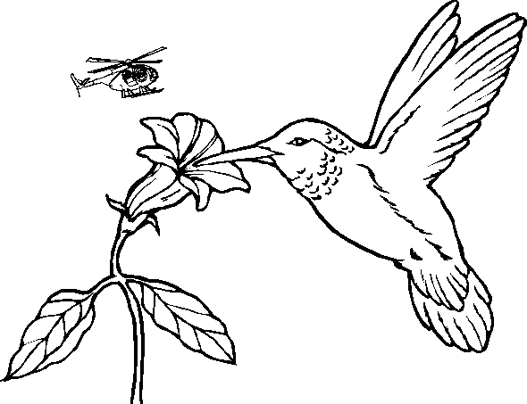 Burung Kolibri