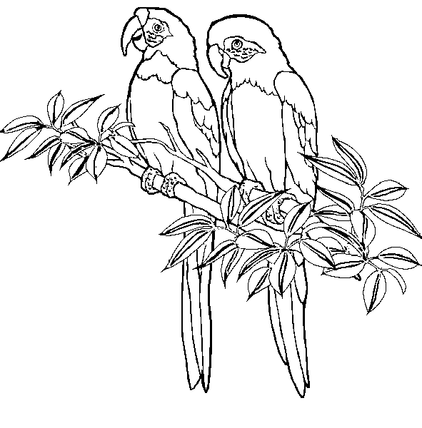 Copyrighted. Macaws.