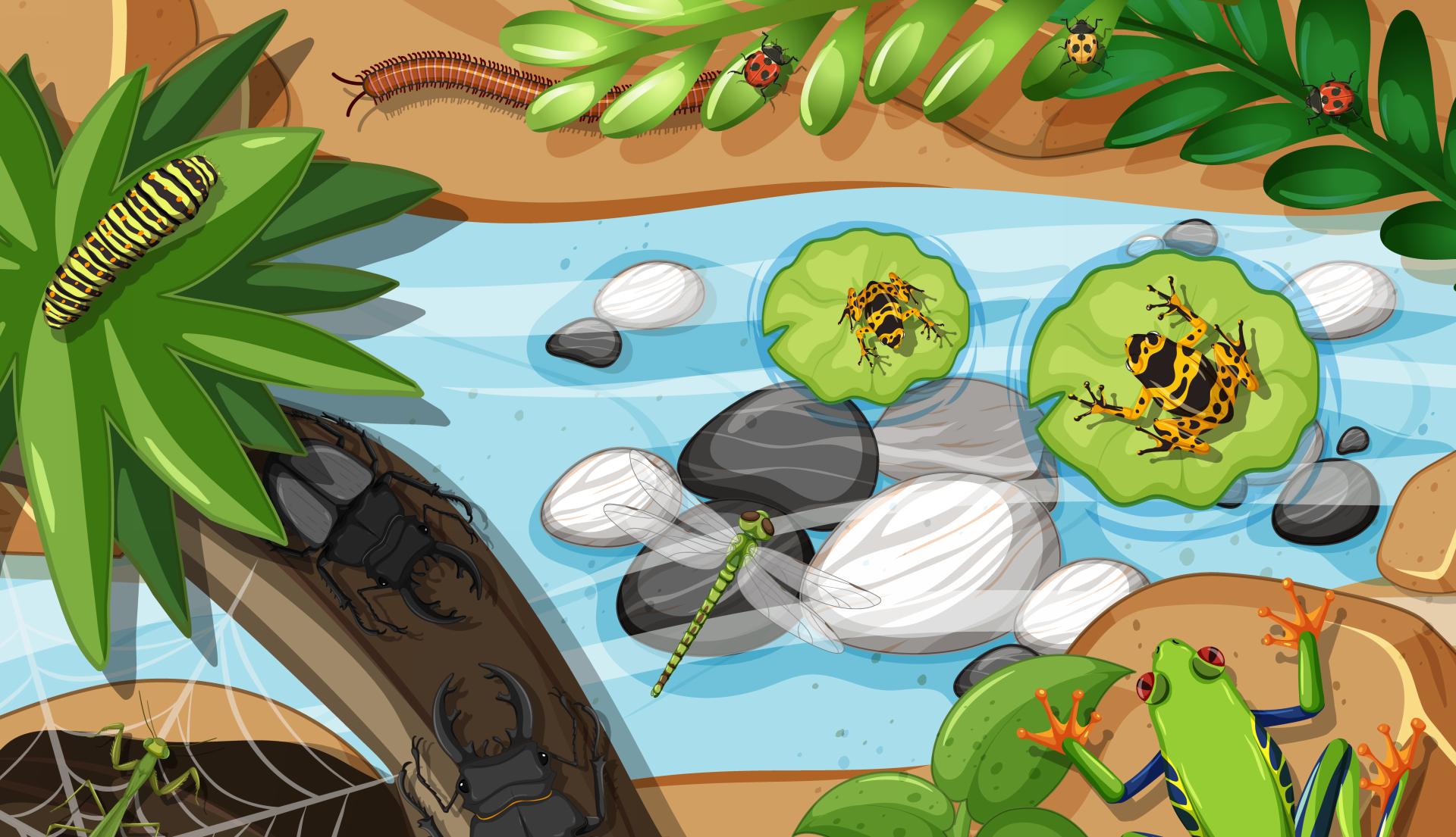 insects of the rainforest