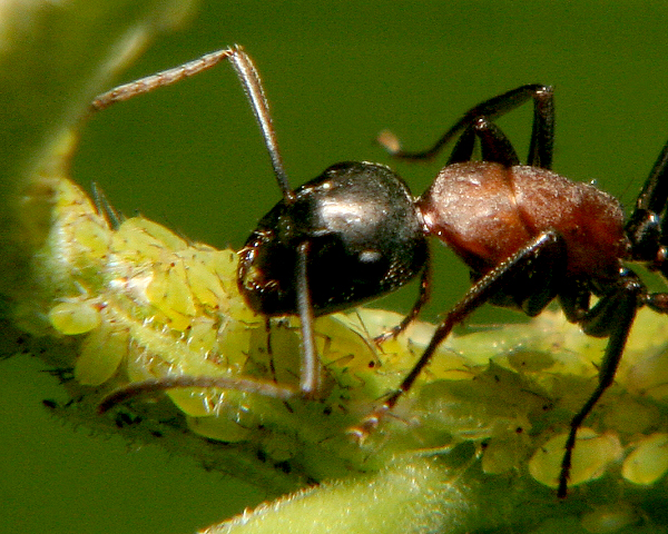 Ant tending aphids. Photo © Stuart Williams. License: CC BY 2.0. File ID: 2085799386_164504d82b_o