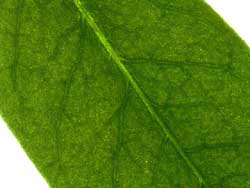 Copyright Eden Communications