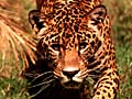 Jaguar. Photo copyrighted.