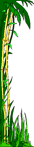 Jungle Border
