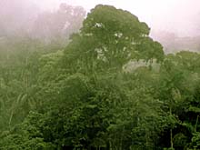 Rainforest landscape. Photo copyrighted.