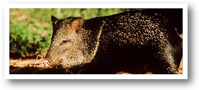 Pig. Photo copyrighted.