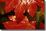 Red Leaves - Copyright Eden Communications