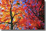 Red, Yellow, and Orange Leaves - Copyright Eden Communications