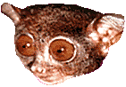 Tarsier