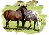 两匹马。照片版权所有。