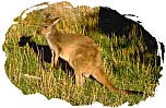 Kangaroo