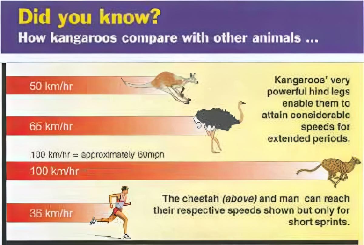 Comparison of speeds of kangaroos, other animals and humans. Illustration copyrighted, Creation Ministries International