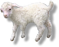 Lamb. Illustration copyrighted. Licensed.