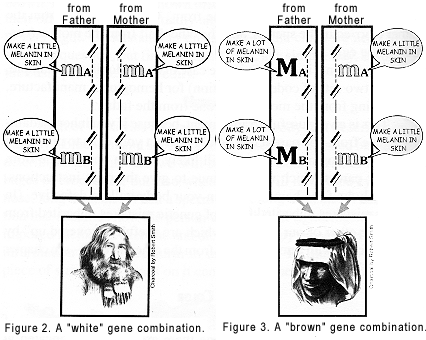 Figures 2 & 3. Illustrations copyrighted.