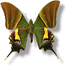 Butterfly. Illustration copyrighted.