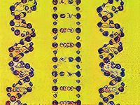 DNA. Illustration copyrighted, Films for Christ.