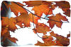 Autumn leaves. Photo copyrighted. Lic: h