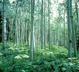 Forest. Photo copyrighted. Courtesy of Films for Christ.