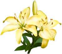 Asian lily