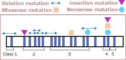 Mutations, LDL receptor gene. Copyright, Eden Communications.