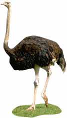 Ostrich (photo copyrighted) (Courtesy of Films for Christ)
