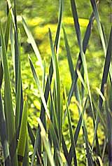 Plants (photo copyrighted) (Courtesy of Films for Christ)