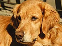 Retriever. Copyrighted, Eden Communications.