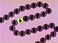 Right-handed amino acids. Copyright, Eden Communications.