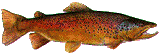 Salmon (illustration copyrighted) (Courtesy of Films for Christ).