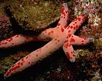 Starfish (photo copyrighted) (Courtesy of Films for Christ)