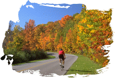 Autumn trees. Illustration copyrighted.