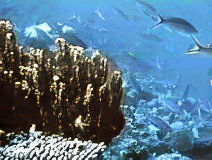 Undersea. Photo copyrighted, Films for Christ.