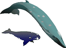 whales2.gif